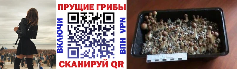 кракен зеркало  Брянск  Галлюциногенные грибы Magic Shrooms  закладка 