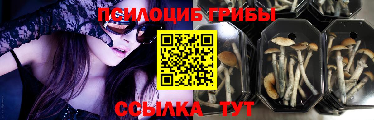 Брянск  Галлюциногенные грибы MAGIC MUSHROOMS  Вход с VPN 